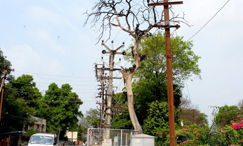 பட்ட மரம் அகற்றப்படுமா?