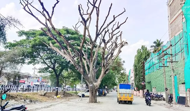 ஆபத்தான மரம் அகற்றப்படுமா?