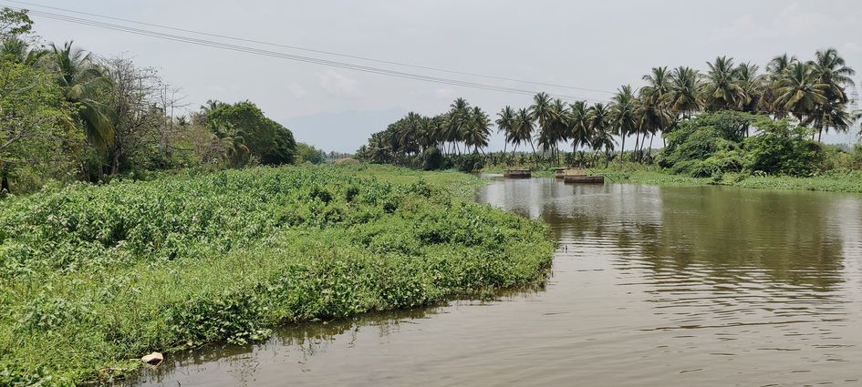 தடுப்பணையை ஆக்கிரமித்த ஆகாய தாமரைகள்