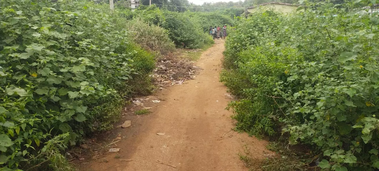 விஷ பூச்சிகளால் அச்சம்