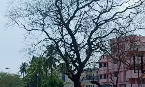 அகற்ற வேண்டிய மரம்