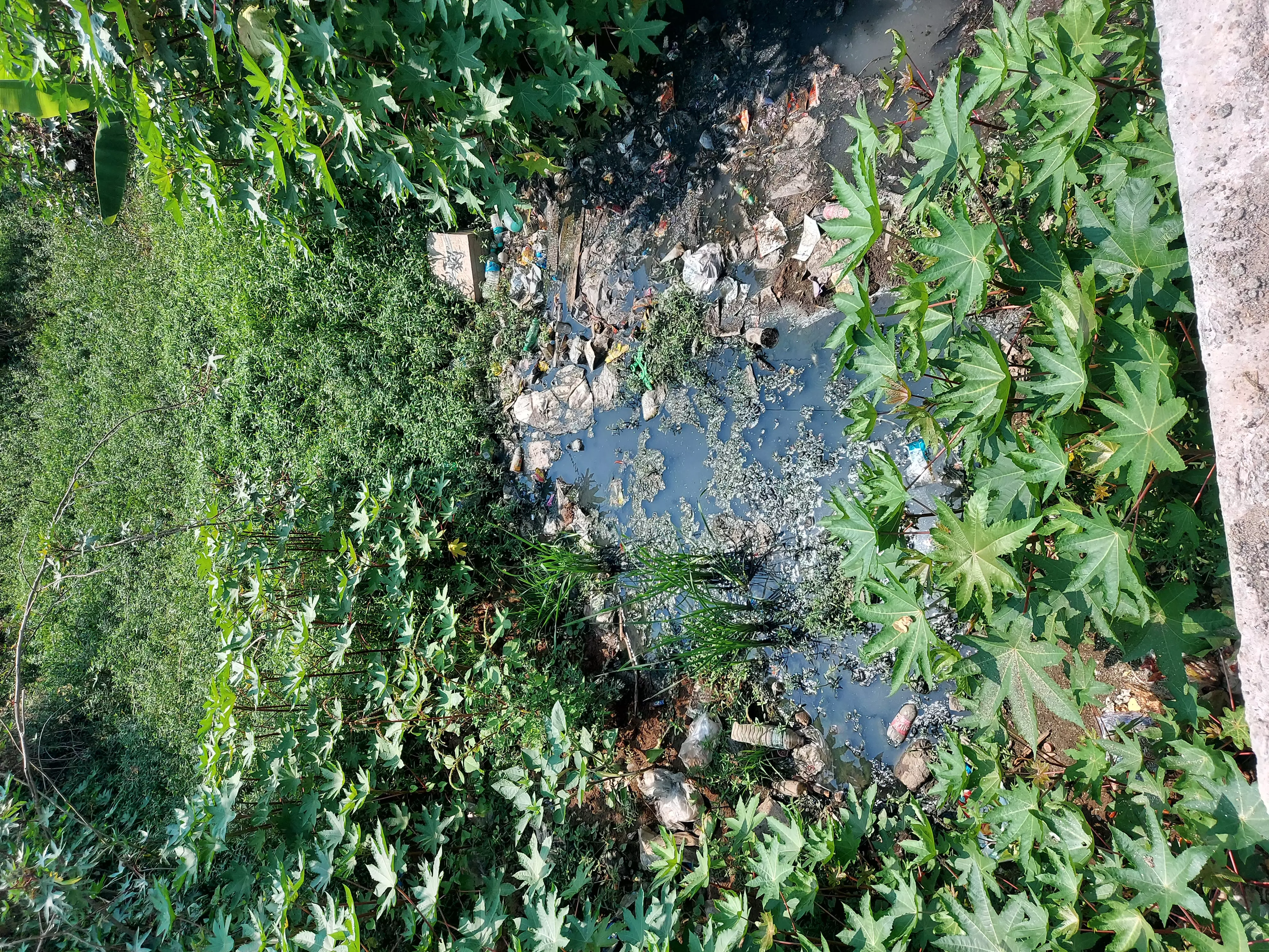 நீரோடை தூர்வாரப்படுமா? நீரோடை தூர்வாரப்படுமா?