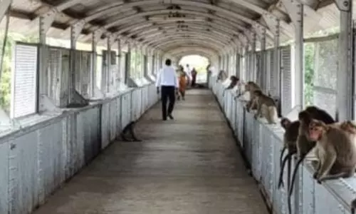 குரங்குகள் தொல்லை குரங்குகள் தொல்லை