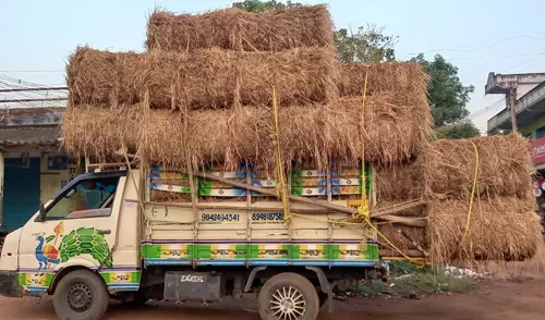 கால்நடைகளுக்கு பாதிப்பு கால்நடைகளுக்கு பாதிப்பு