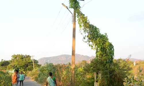 மின்கம்பத்தில் படரும் கொடி மின்கம்பத்தில் படரும் கொடி