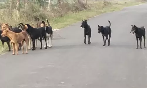 நாய்கள் தொல்லை