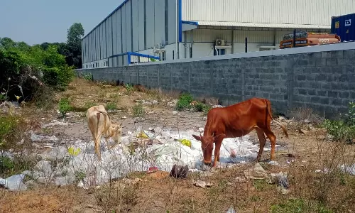 பிளாஸ்டிக் குப்பை கழிவுகள்