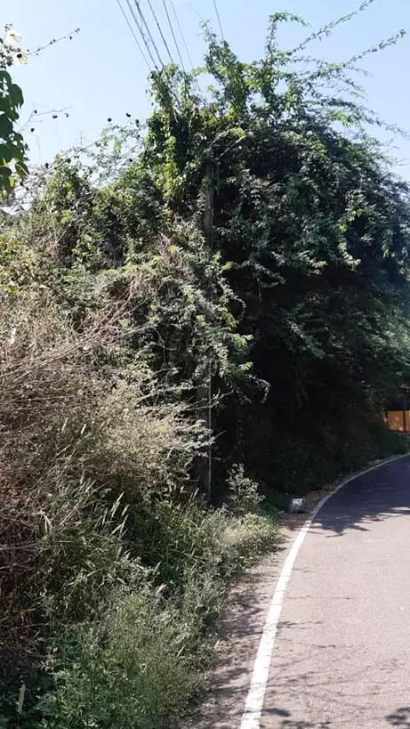 மின்கம்பங்களை சுற்றி மரங்கள்