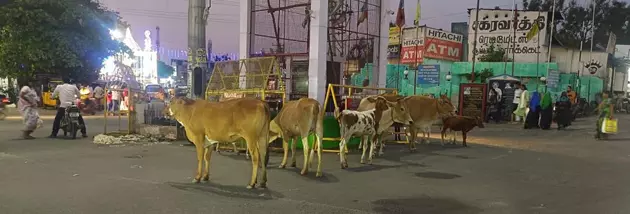 மாடுகள் தொல்லை