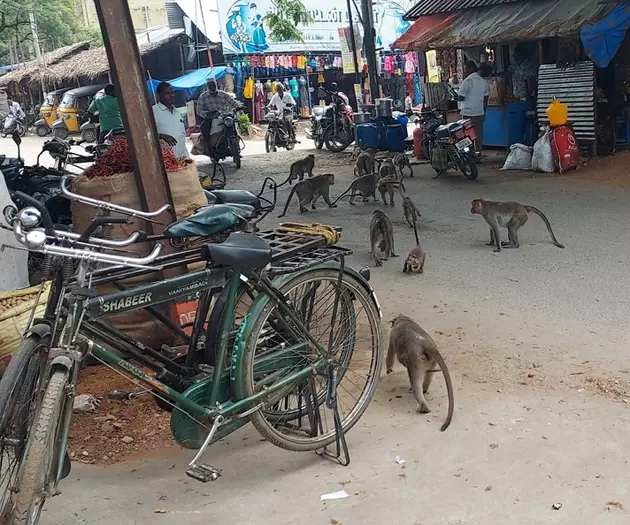 குரங்குகளை பிடிக்க வேண்டும் குரங்குகளை பிடிக்க வேண்டும்