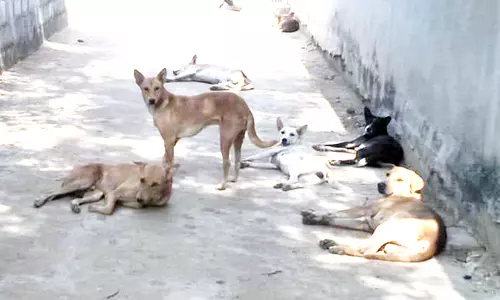 நாய்கள் தொல்லை நாய்கள் தொல்லை