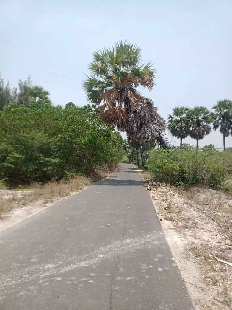 ஆபத்தான மரம்