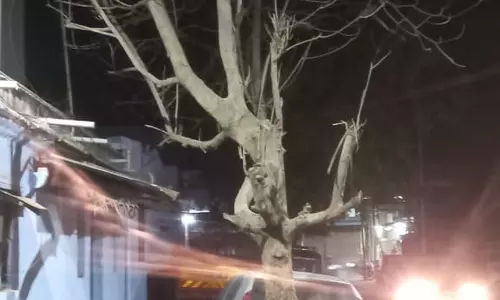 மரத்தினால் விபத்து அபாயம் மரத்தினால் விபத்து அபாயம்