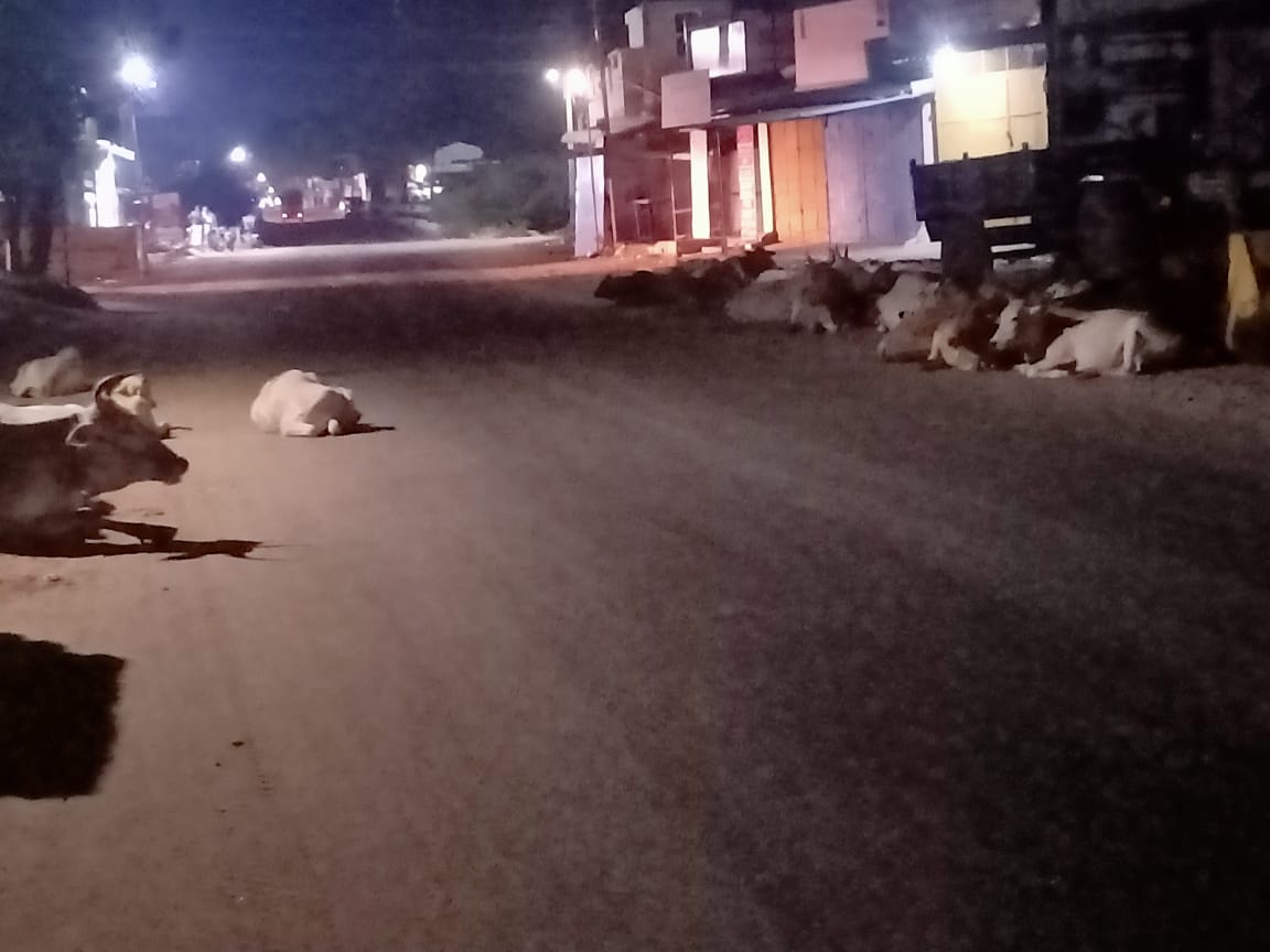 சாலையில் சுற்றித்திரியும் மாடுகள் சாலையில் சுற்றித்திரியும் மாடுகள்