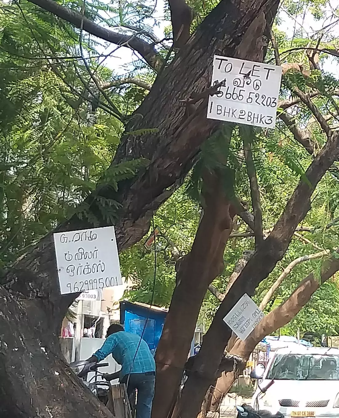 பச்சை மரங்களில் ஆணி அடித்து விளம்பரம்