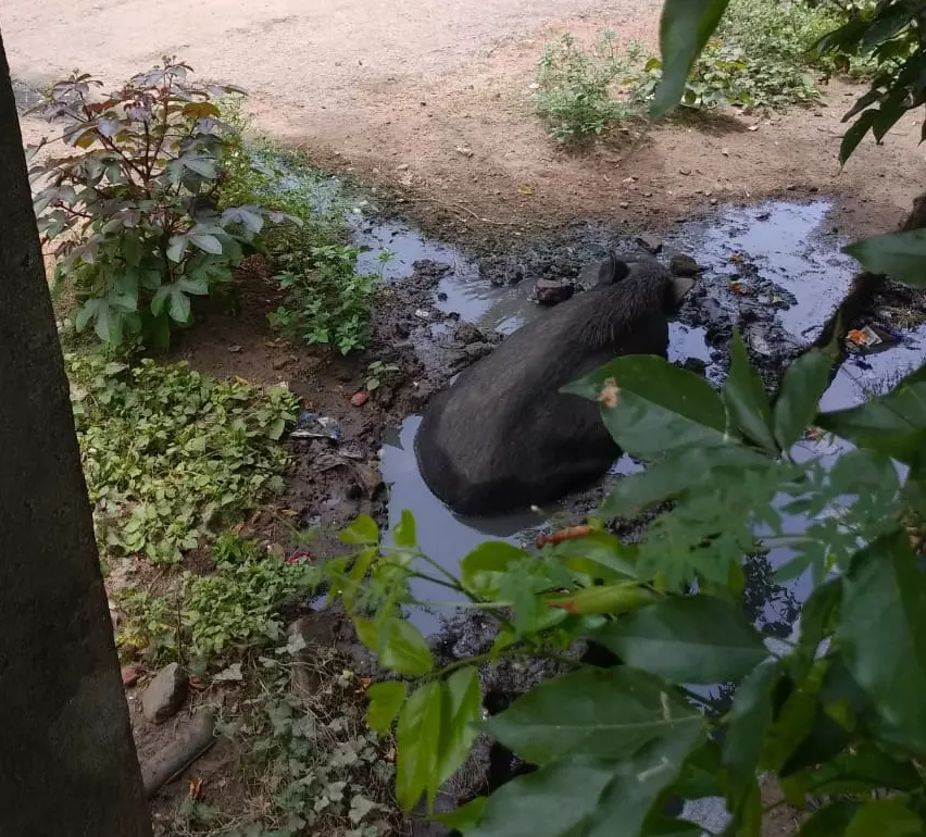 பன்றிகள் தொல்லை