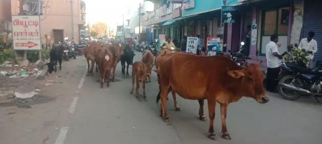 மாடுகள் தொல்லை