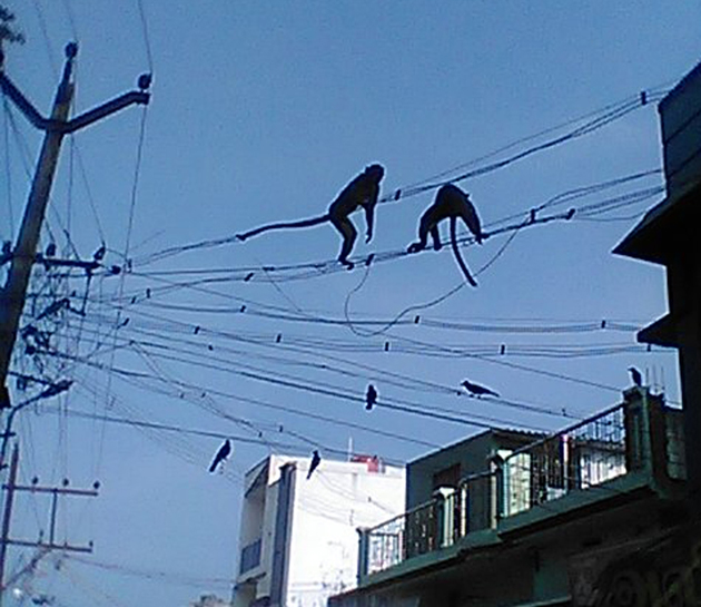 குரங்குகள் தொல்லை