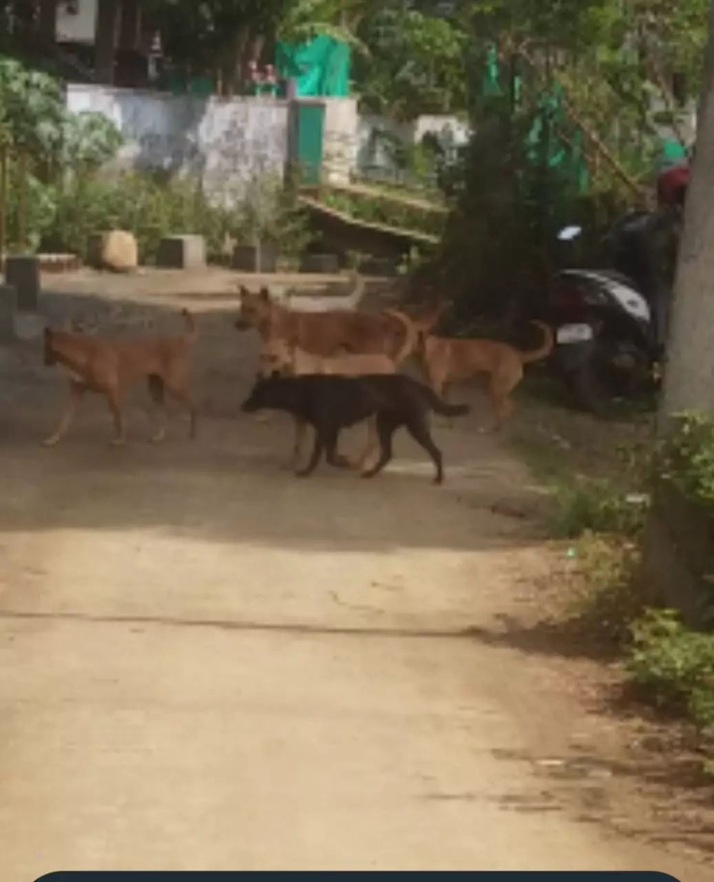 தெருநாய்கள் தொல்லை தெருநாய்கள் தொல்லை