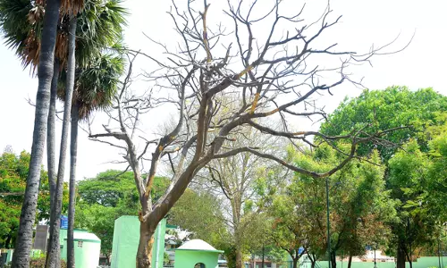 பட்டுப்போன மரம் அகற்றப்படுமா? பட்டுப்போன மரம் அகற்றப்படுமா?