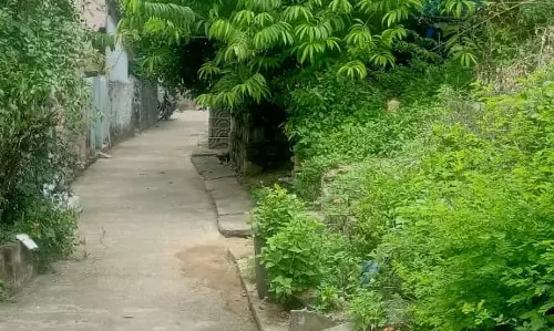 மரக்கிளைகள் அகற்றப்படுமா?