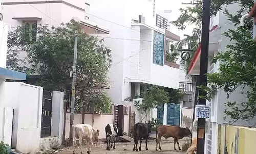 சாலையில் உலாவரும் மாடுகளால் ஆபத்து