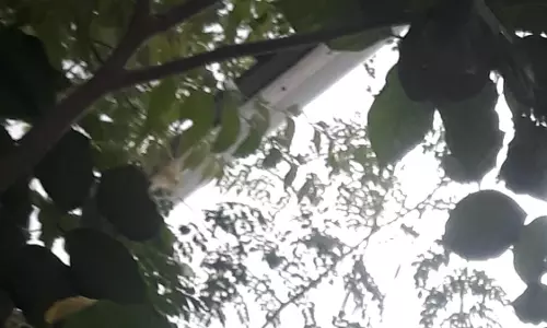 மரக்கிளைகளால் சூழ்ந்த மின்கம்பம்