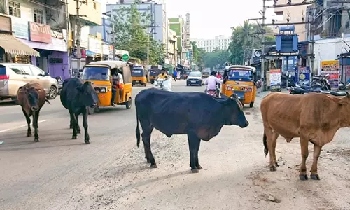 மாடுகள் தொல்லை மாடுகள் தொல்லை