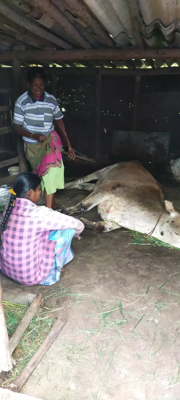 மர்ம நோயால்  இறக்கும் பசுக்கள் மர்ம நோயால்  இறக்கும் பசுக்கள்