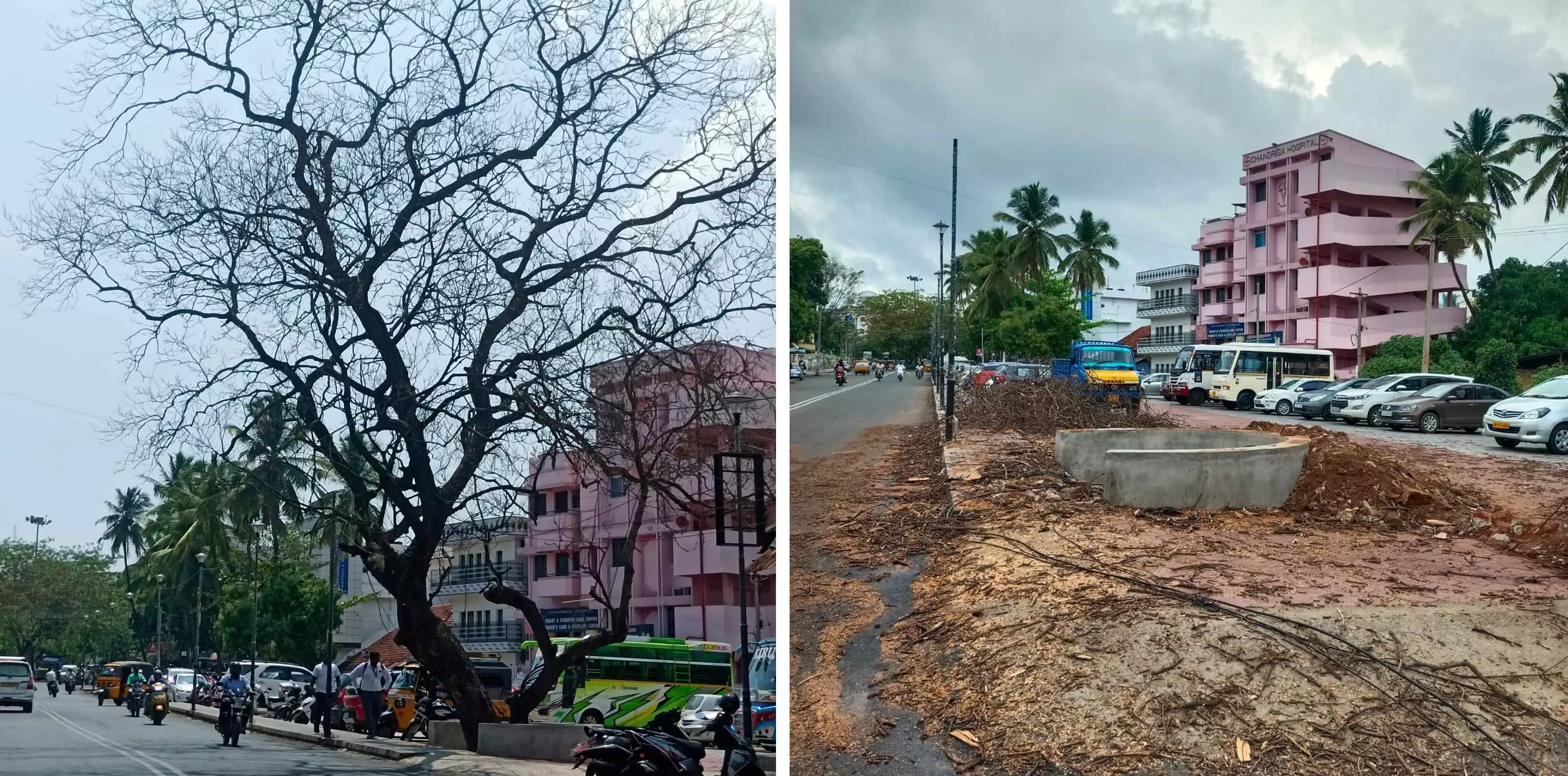 மரம் வெட்டி அகற்றப்பட்டது