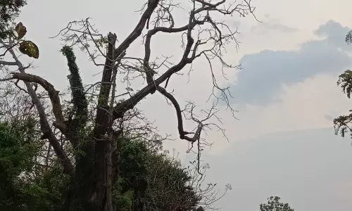 பட்டுப்போன மரம் வெட்டி அகற்றப்படுமா? பட்டுப்போன மரம் வெட்டி அகற்றப்படுமா?