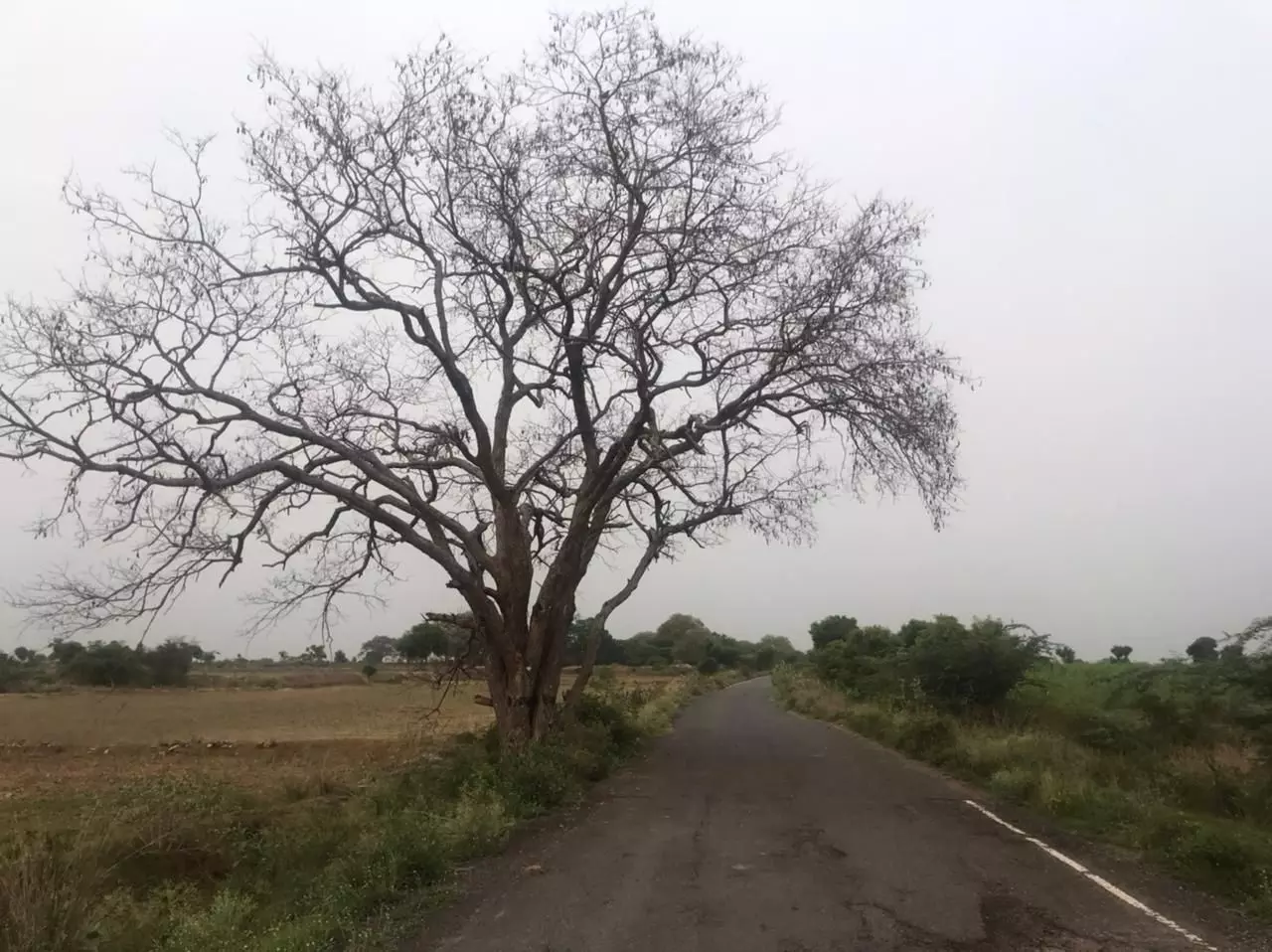 பட்டுப்போன புளியமரம் பட்டுப்போன புளியமரம்