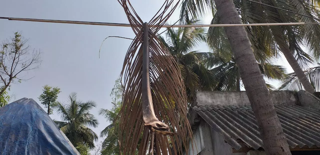 மின் கம்பிகளில் விழும் தென்னை மட்டைகள் மின் கம்பிகளில் விழும் தென்னை மட்டைகள்