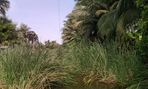 தூர்வாரப்படாத கால்வாய் தூர்வாரப்படாத கால்வாய்