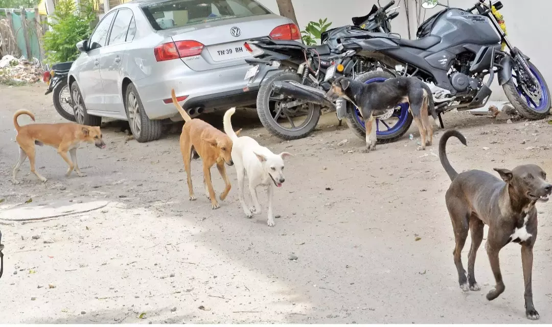தெருநாய்கள் தொல்லை
