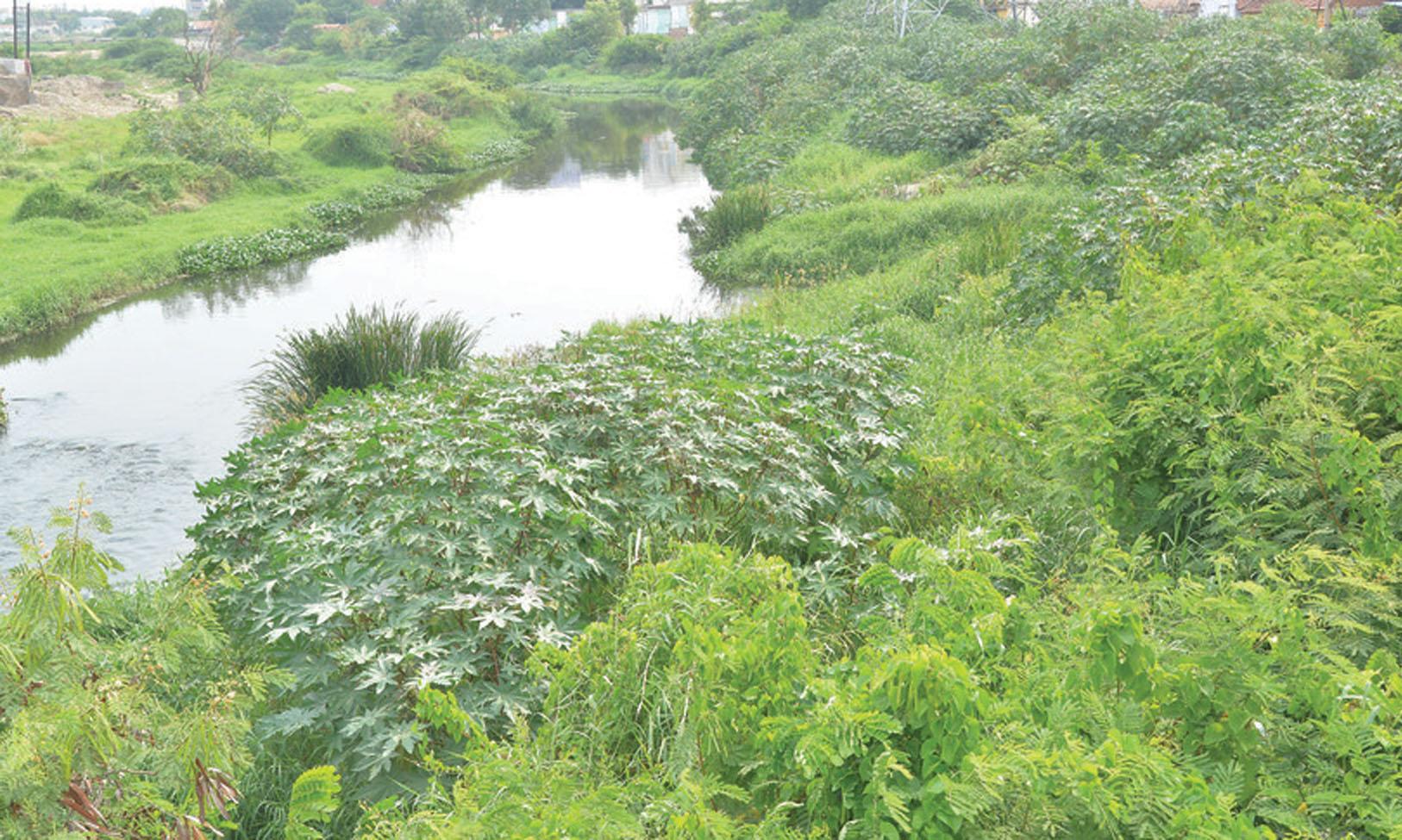 நொய்யல் ஆறு தூர்வாரப்படுமா?