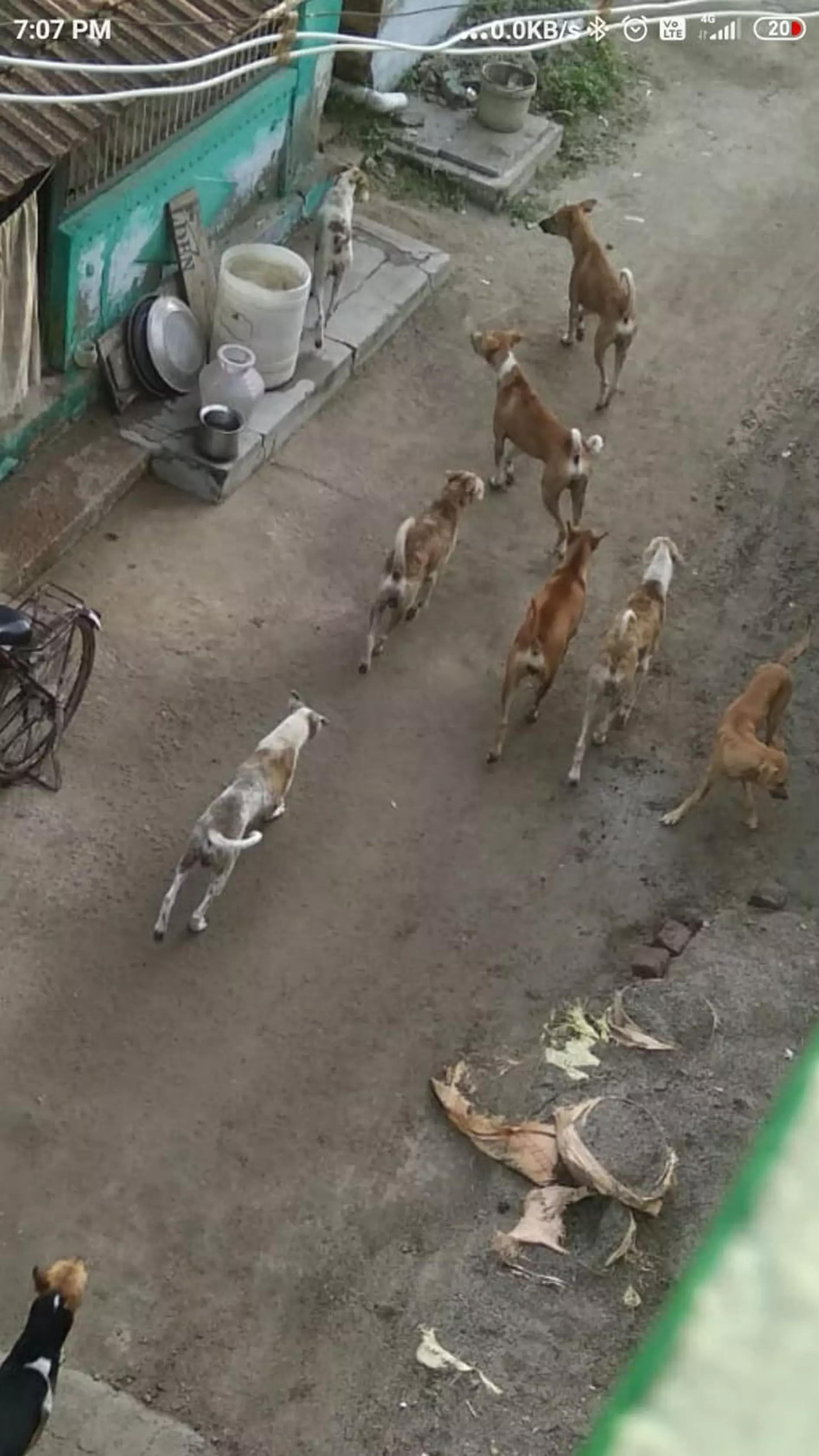 தெருநாய்களால் தொல்லை