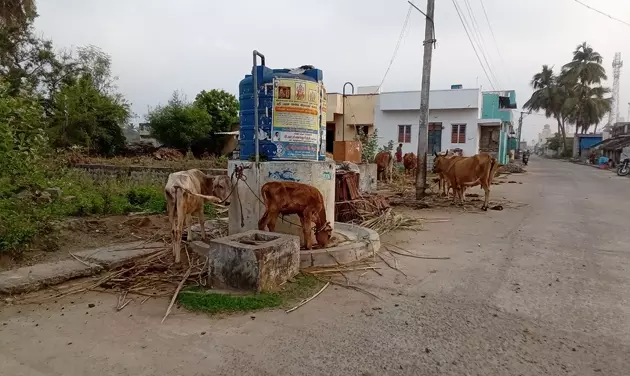 மாடுகள் கட்டும் இடமாக மாறிய குடிநீர் தொட்டி மாடுகள் கட்டும் இடமாக மாறிய குடிநீர் தொட்டி
