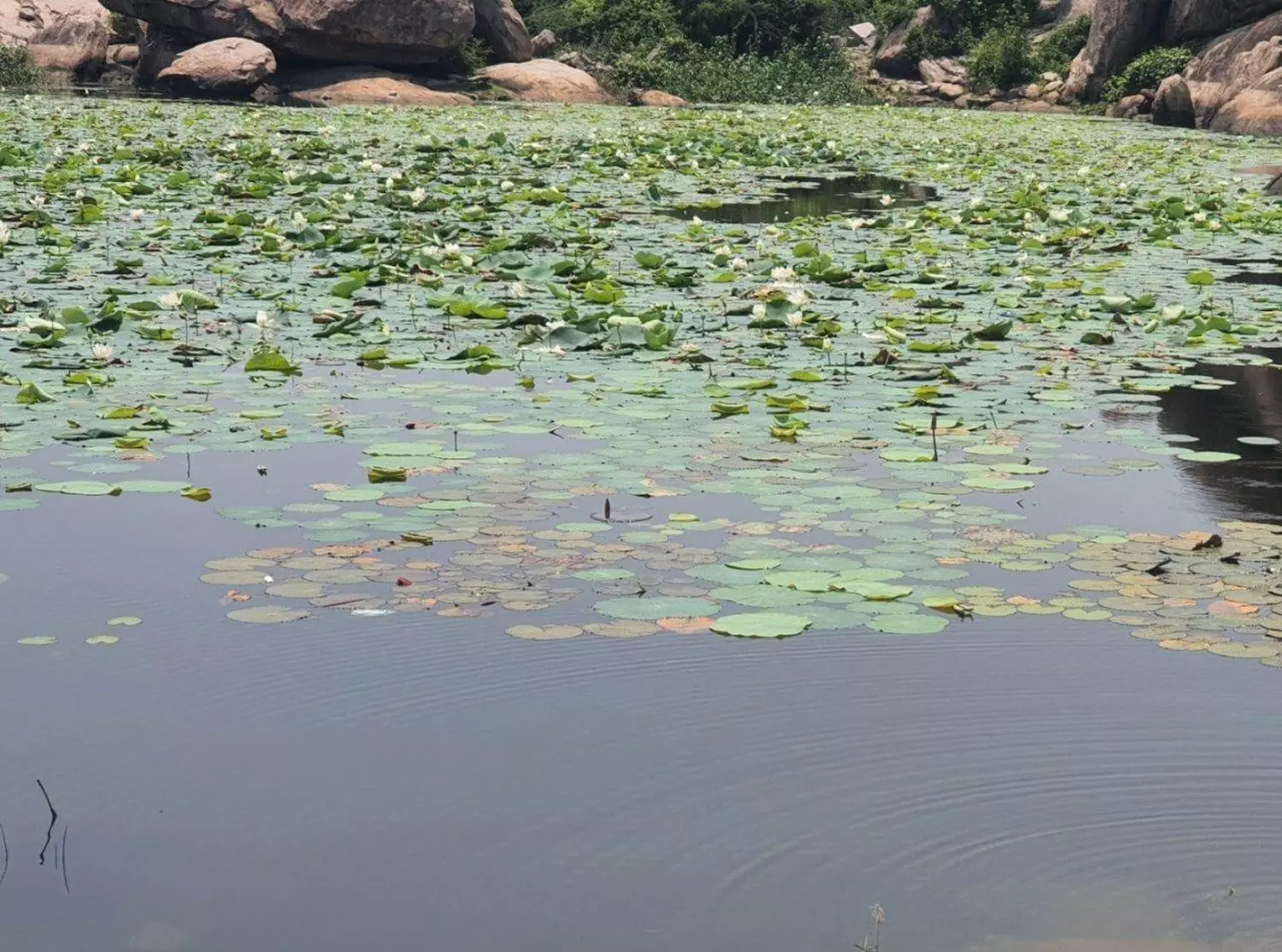 குளத்தை தூர்வார வேண்டும் குளத்தை தூர்வார வேண்டும்