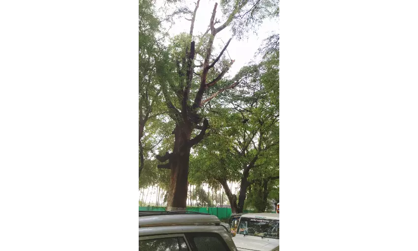 காய்ந்த மரக்கிளைகளால் விபத்து அபாயம் காய்ந்த மரக்கிளைகளால் விபத்து அபாயம்