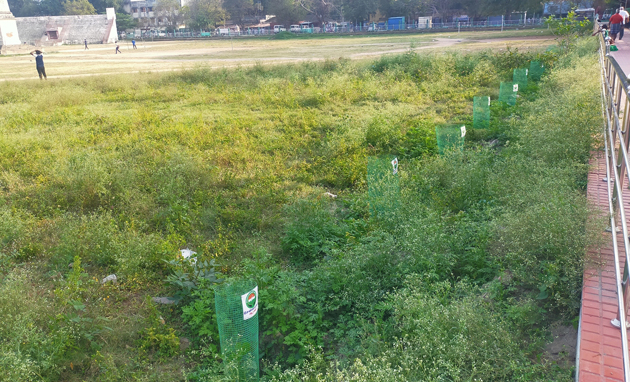 செடிகளை அகற்றுவார்களா? செடிகளை அகற்றுவார்களா?