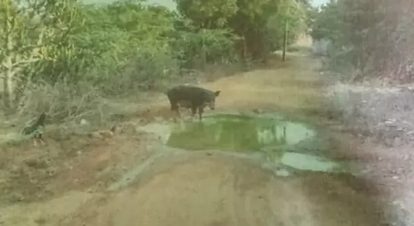 மாசடைந்த குடிநீர்