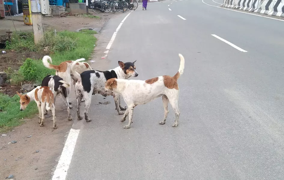 நாய்கள் தொல்லை