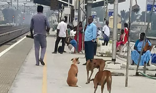 ரெயில் நிலையத்தில் நாய்கள் தொல்லை