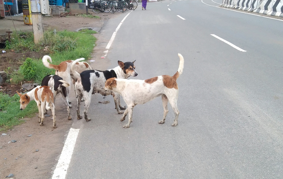 நாய்கள் தொல்லை நாய்கள் தொல்லை