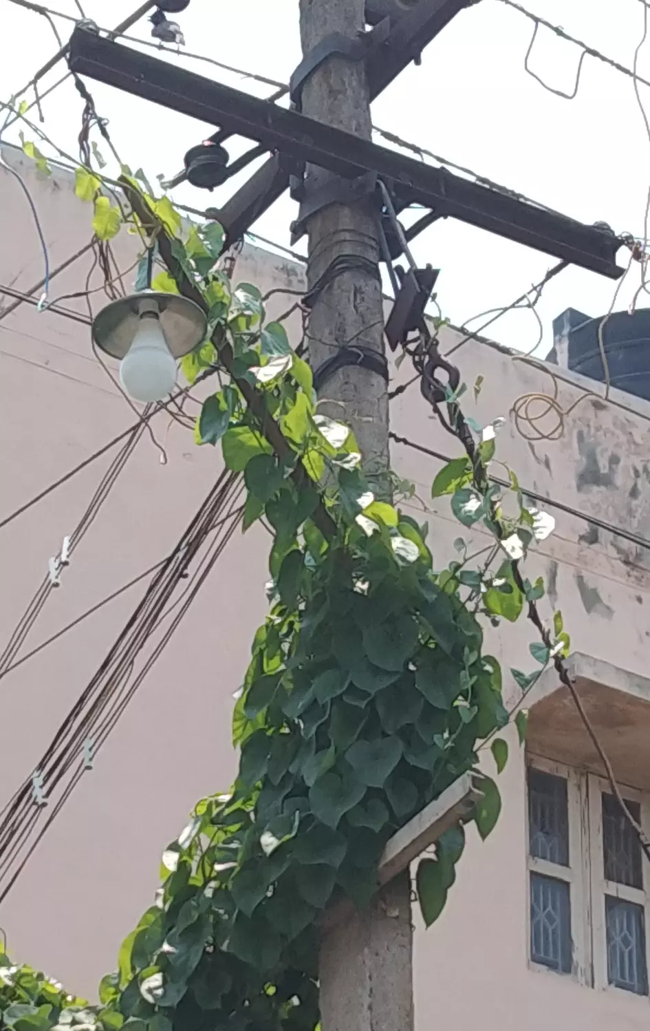 மின்கம்பத்தில் செடிகள்