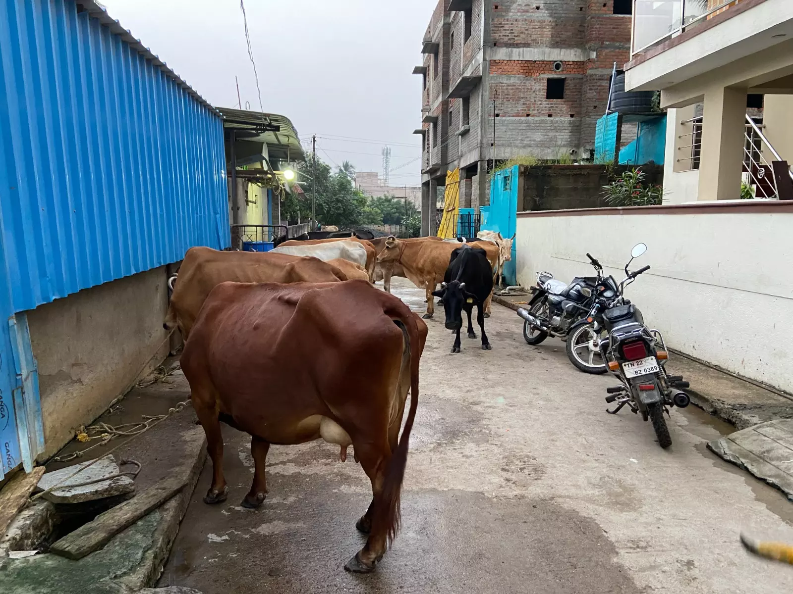 தெருவில் மாடுகள் தெருவில் மாடுகள்