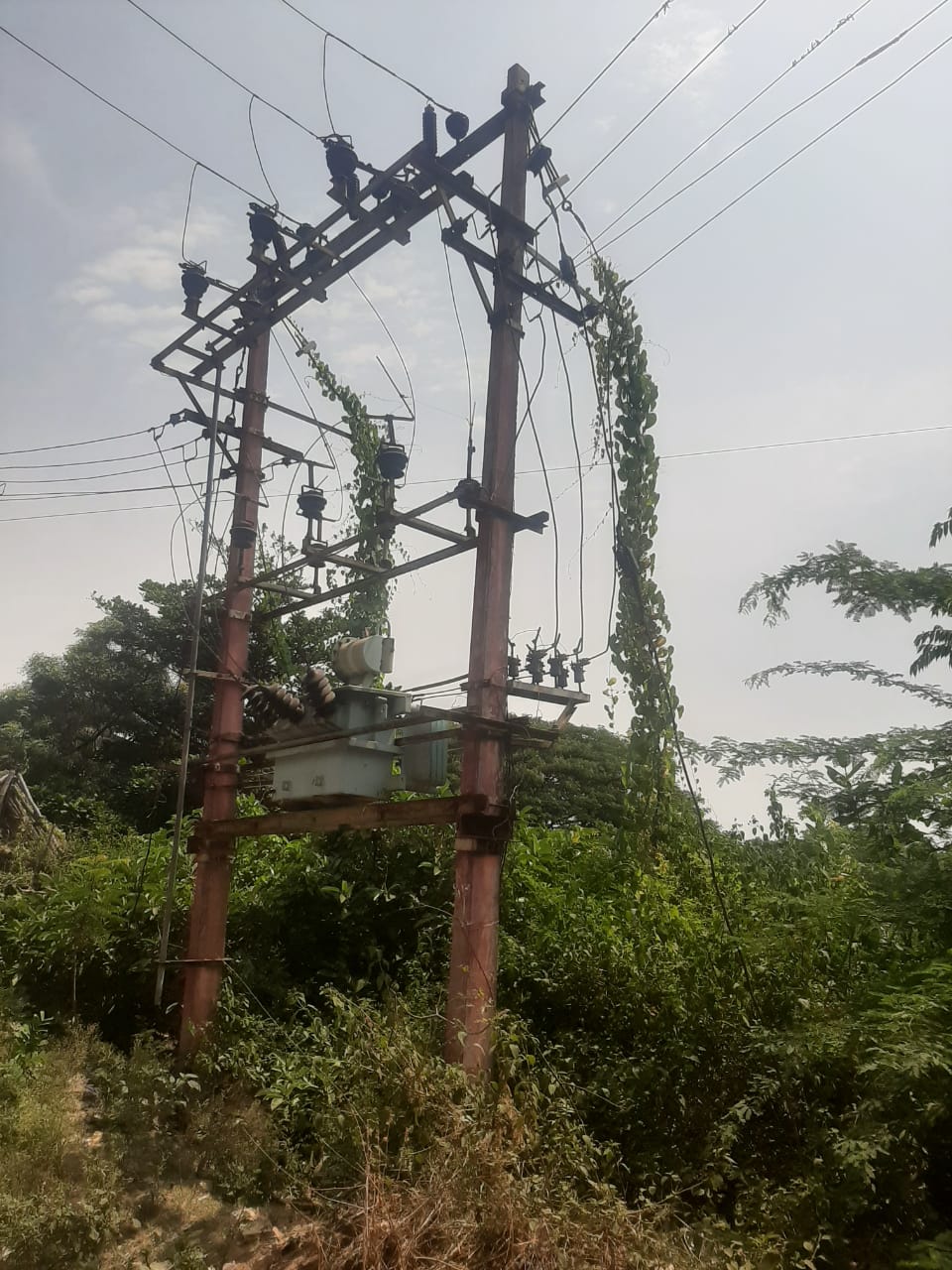 மின்மாற்றியை சூழ்ந்த செடி, கொடிகள்