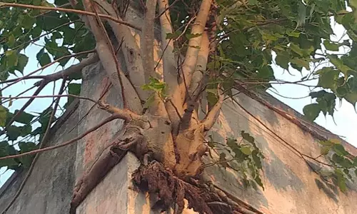 சுவரில் வளர்ந்த செடிகள்