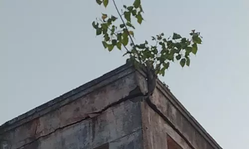 சுவரில் வளர்ந்த செடிகள்